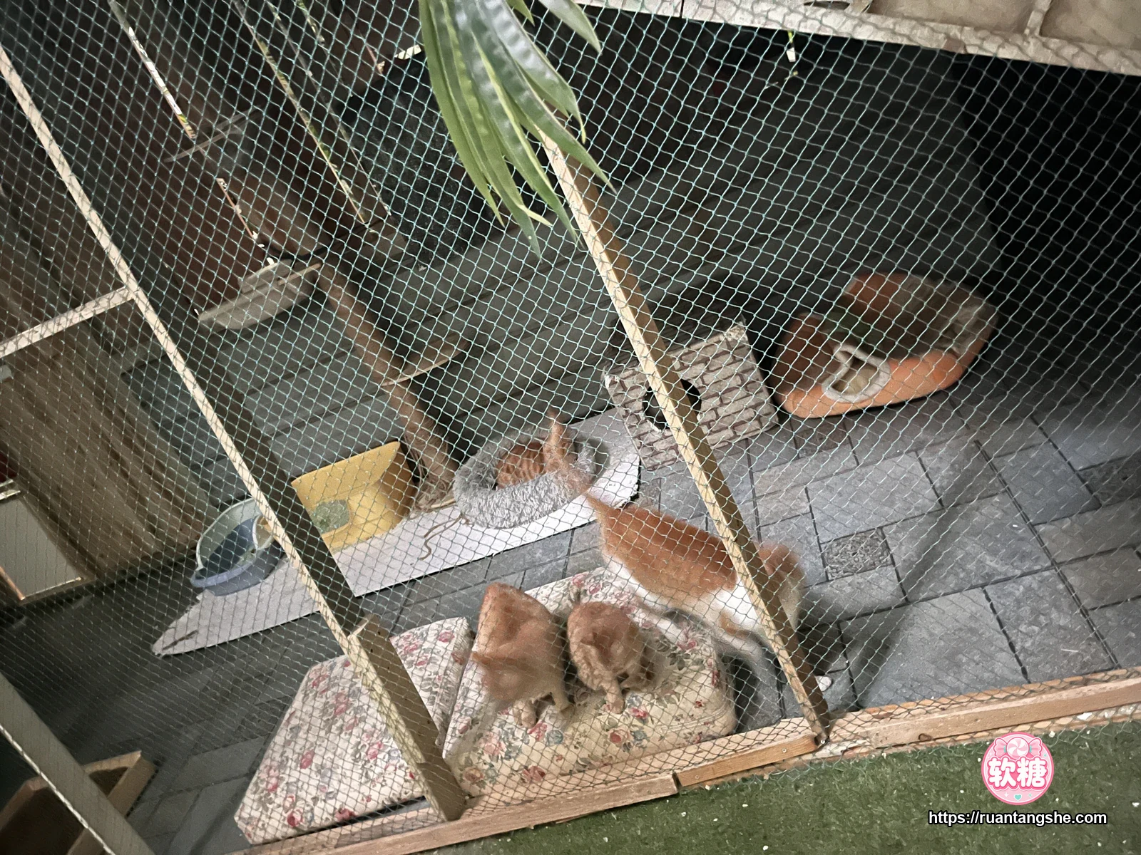阿半今天很开心 阿半今天很开心 NO.049 - 开裆裤恶魔
