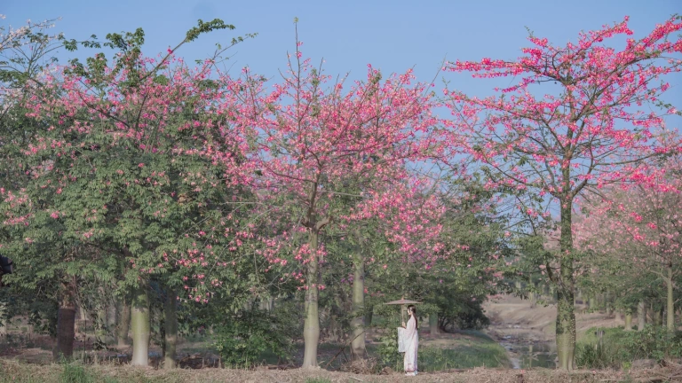 桜桃喵《温柔×4》写真图集 53P｜在线预览与图包下载