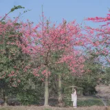 桜桃喵《温柔×4》写真图集 53P｜在线预览与图包下载