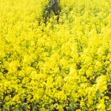 星之迟迟《2024年07月计划G 赠品 赛马娘 里见光钻 梦想的回应》写真图集 48P+1V｜在线预览与图包下载