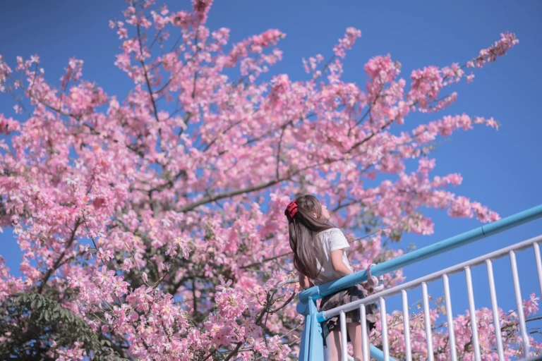 萌芽儿o0《异木棉花》写真图集 26P｜在线预览与图包下载