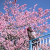 萌芽儿o0《异木棉花》写真图集 26P｜在线预览与图包下载