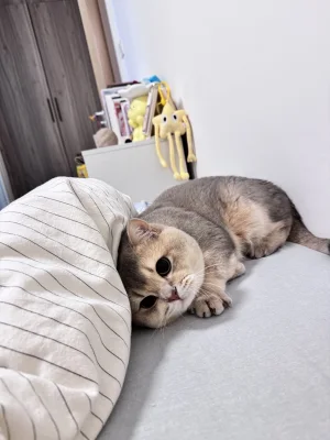 眼酱大魔王w《Fantia 2024年03月会员合集》写真图集 38P+3V｜在线预览与图包下载